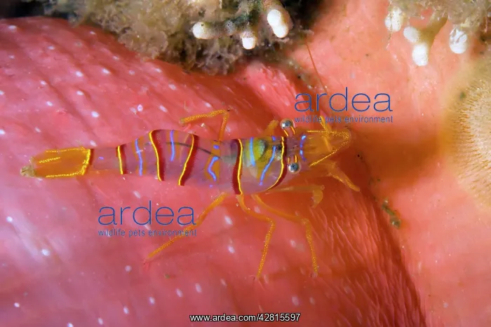  : Clown shrimp or candy shrimp Lebbeus grandimanus on Crimson