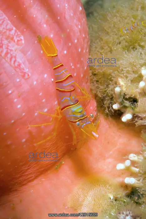 : Clown shrimp or candy shrimp Lebbeus grandimanus on Crimson : Clown shrimp or candy shrimp Lebbeus grandimanus on Crimson