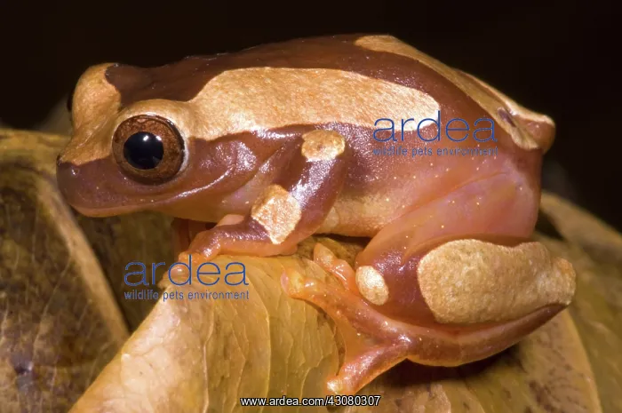 : Clown Tree Frog : Clown Tree Frog