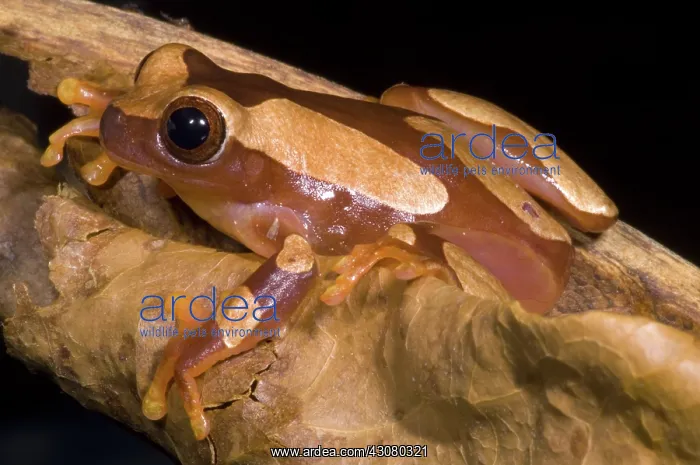 : Clown Tree Frog : Clown Tree Frog