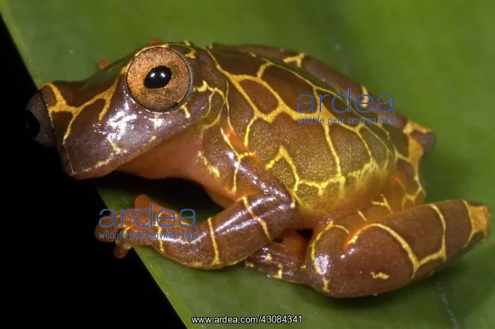 : Clown Tree Frog : Clown Tree Frog