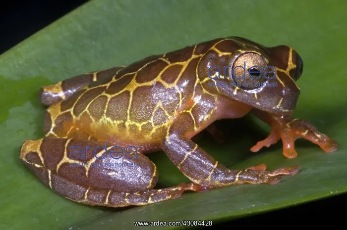 : Clown Tree Frog : Clown Tree Frog