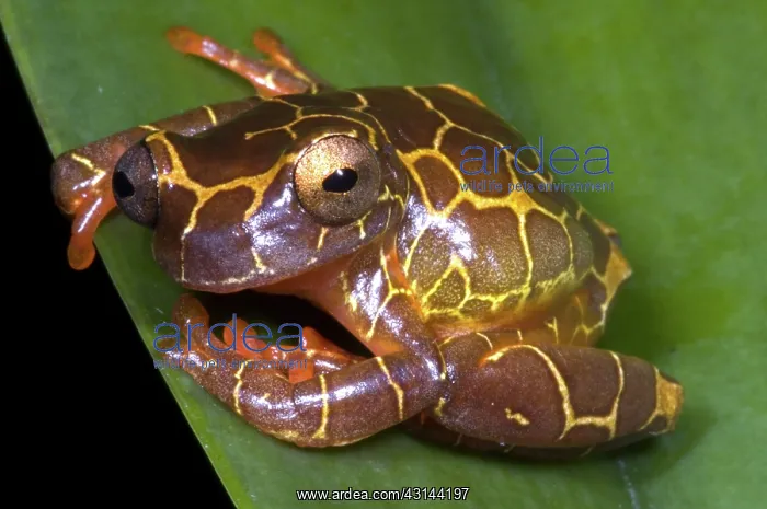 : Clown Tree Frog : Clown Tree Frog