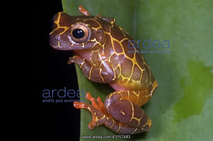 : Clown Tree Frog : Clown Tree Frog