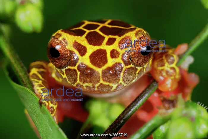 : Clown Treefrog : Clown Treefrog