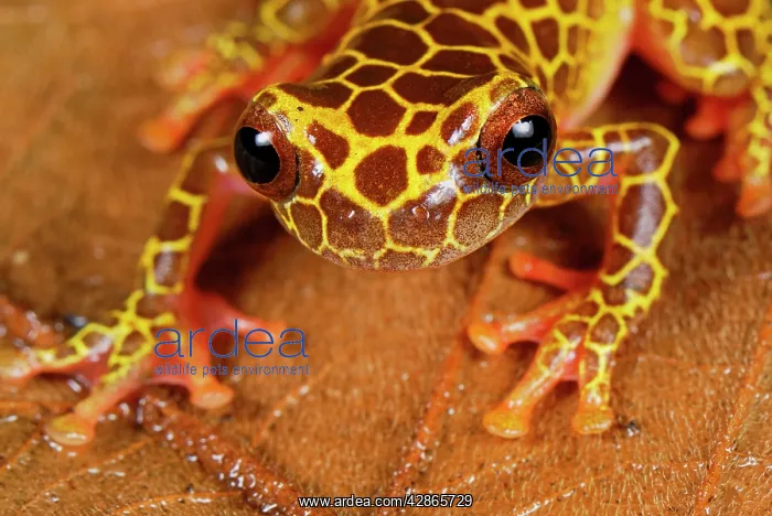 : Clown Treefrog : Clown Treefrog