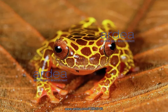 : Clown Treefrog : Clown Treefrog