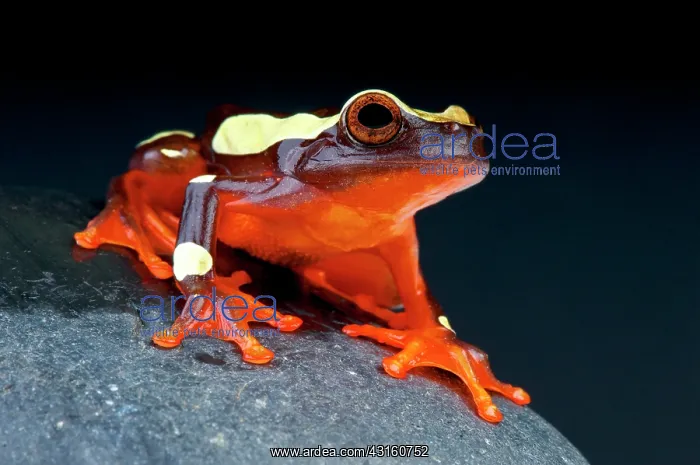 : Clown treefrog (Dendropsophus leucophyllatus) on : Clown treefrog (Dendropsophus leucophyllatus) on