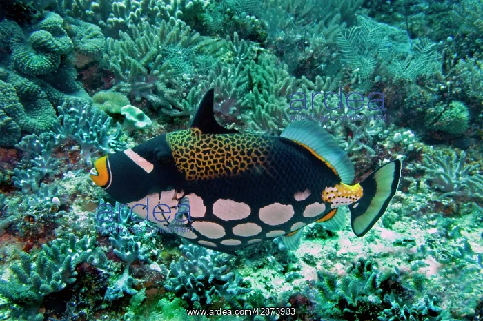 : Clown Triggerfish : Clown Triggerfish