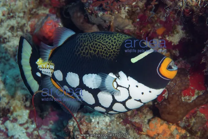 : Clown Triggerfish : Clown Triggerfish