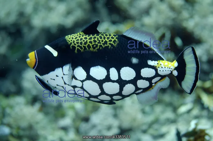 : Clown Triggerfish being cleaned by Bluestreak Cleaner Wrasse : Clown Triggerfish being cleaned by Bluestreak Cleaner Wrasse