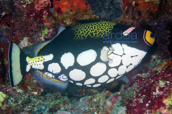 : Clown Triggerfish - Gili Mimpang dive site, Candidasa : Clown Triggerfish - Gili Mimpang dive site, Candidasa