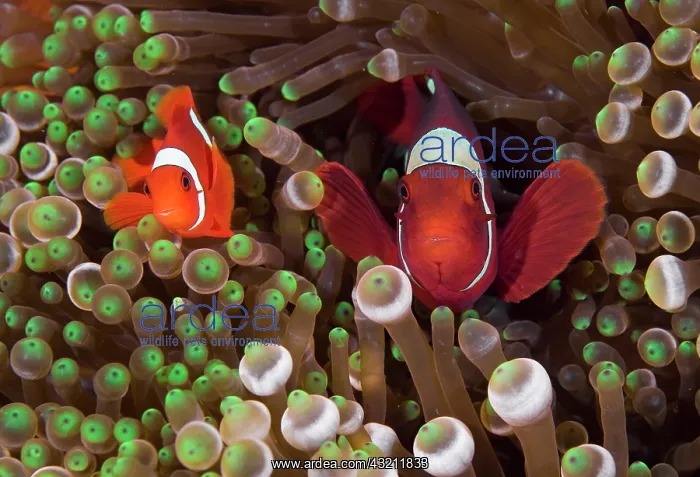 : Two Clownfish (Amphiprion ocellaris) among : Two Clownfish (Amphiprion ocellaris) among