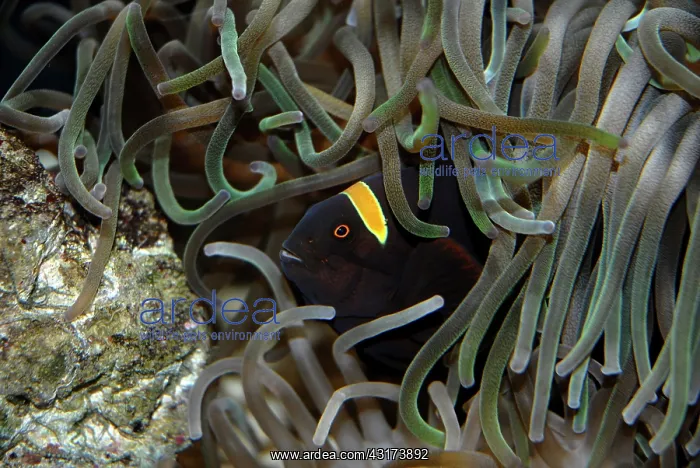 : Clownfish thorny (Premnas epigrammata) in its anemone : Clownfish thorny (Premnas epigrammata) in its anemone