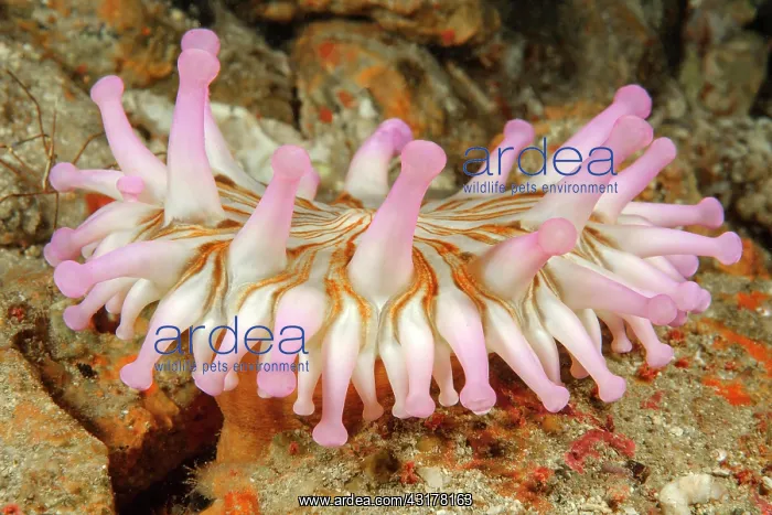 : Club Anemone (Telmatactis cricoides), Eastern Atlantic : Club Anemone (Telmatactis cricoides), Eastern Atlantic