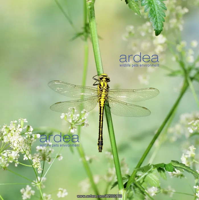 : Club-tailed Dragonfly : Club-tailed Dragonfly