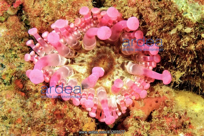 : Club tipped anemone (Telmatactis cricoides), top : Club tipped anemone (Telmatactis cricoides), top