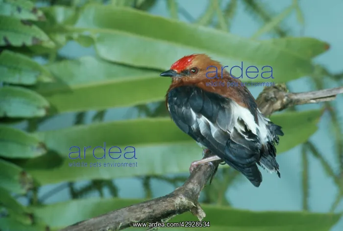 : Club-winged MANAKIN : Club-winged MANAKIN