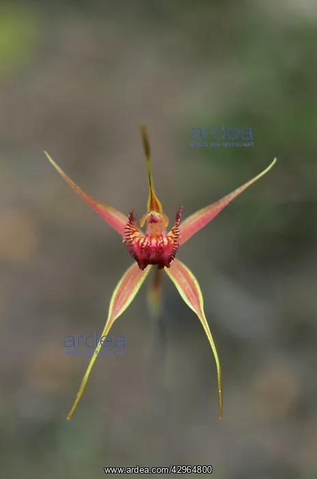 : Clubbed Spider Orchid : Clubbed Spider Orchid