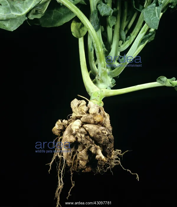 : Clubroot on cabbage plant : Clubroot on cabbage plant