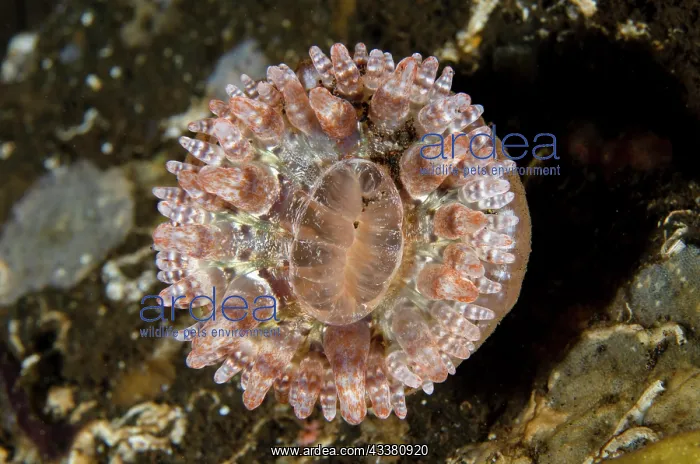 : Clubtip Anemone - Melasti dive site, Tulamben, Karangasem : Clubtip Anemone - Melasti dive site, Tulamben, Karangasem