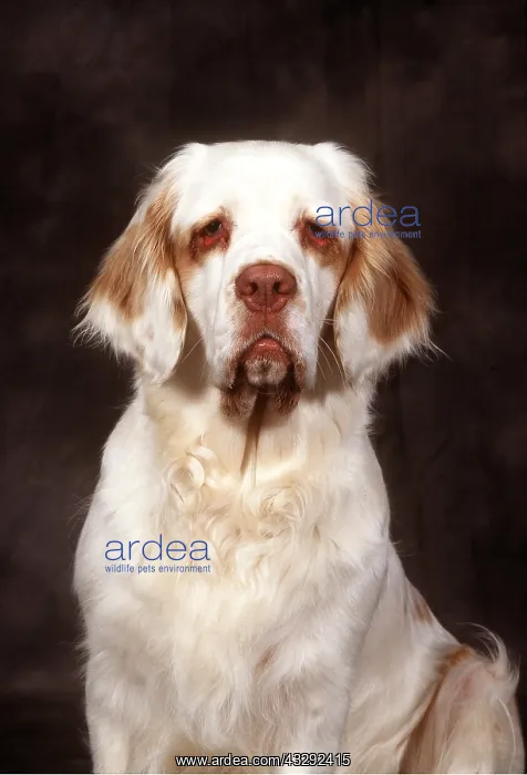 : Clumber Spaniel DOG - head : Clumber Spaniel DOG - head