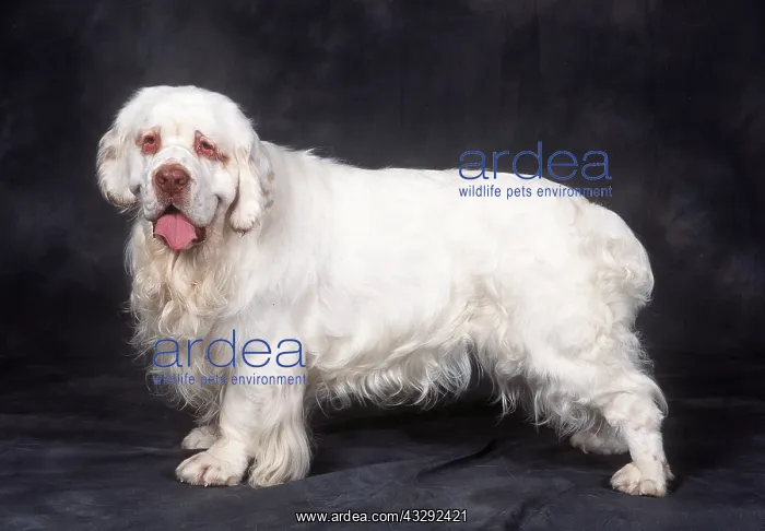 : Clumber Spaniel DOG -standing side on : Clumber Spaniel DOG -standing side on