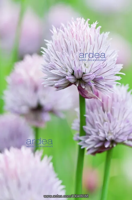 : Chive. Clump of Chives with dense, domed flower heads of small, pale purple flowers : Chive. Clump of Chives with dense, domed flower heads of small, pale purple flowers