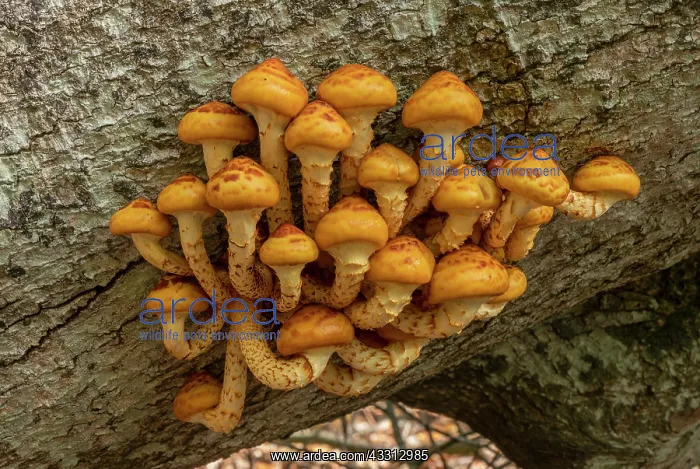 : Clump of Golden Scalycap, Pholiota aurivella, de : Clump of Golden Scalycap, Pholiota aurivella, de