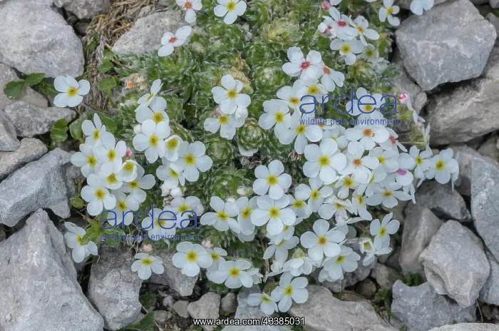 : Clump of Hairy rock-jasmine, Androsace villosa : Clump of Hairy rock-jasmine, Androsace villosa