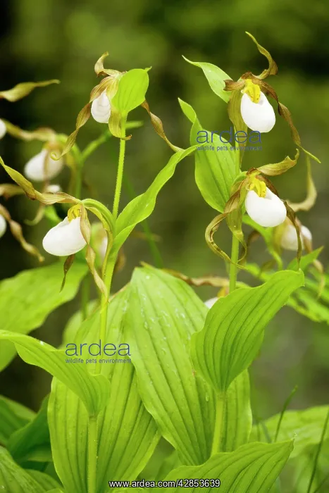 : Clump of Mountain Lady's Slipper Orchid : Clump of Mountain Lady's Slipper Orchid