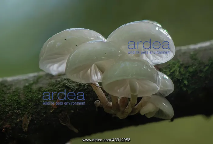 : Clump of Porcelain Fungus, Oudemansiella mucida : Clump of Porcelain Fungus, Oudemansiella mucida