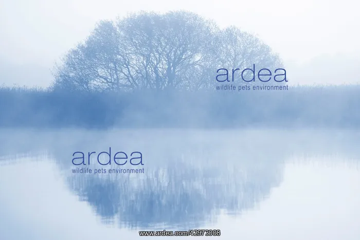 : Clump of Trees - in early morning mist reflected : Clump of Trees - in early morning mist reflected