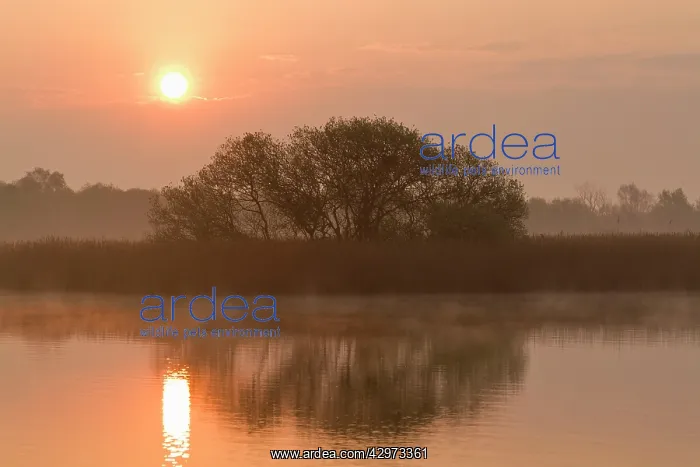 : Clump of trees at sunrise reflected in Hickling Broad : Clump of trees at sunrise reflected in Hickling Broad