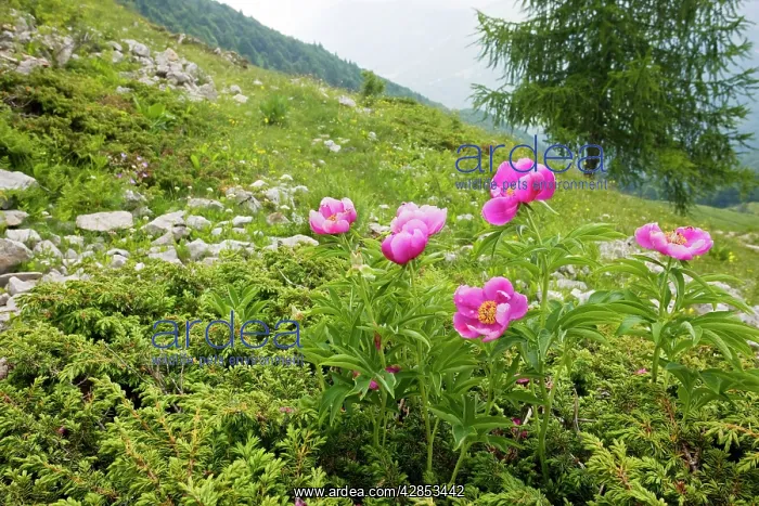 : Clumps of a Peony / Paeony - on the slopes of Monte Baldo : Clumps of a Peony / Paeony - on the slopes of Monte Baldo