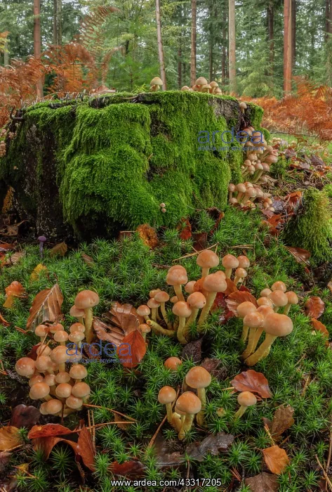 : Clumps of Sulphur tuft, Hypholoma fasciculare, clustered : Clumps of Sulphur tuft, Hypholoma fasciculare, clustered