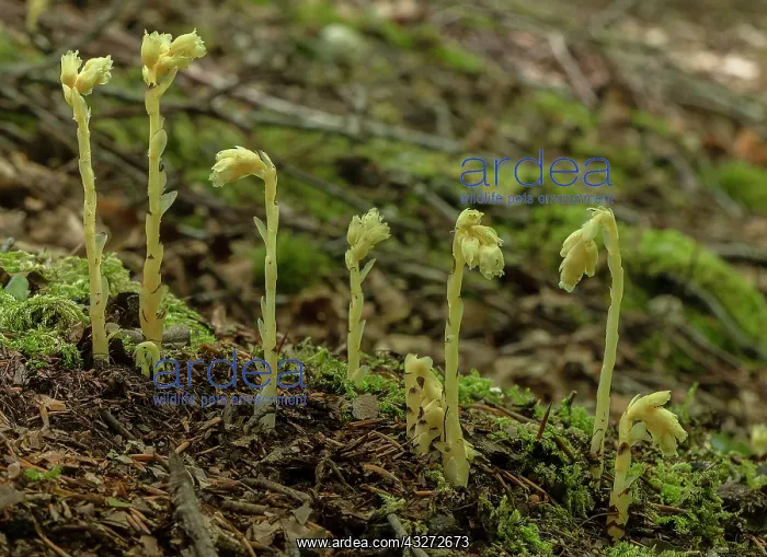 : Clumps of Yellow birds-nest, Hypopitys monotropa : Clumps of Yellow birds-nest, Hypopitys monotropa