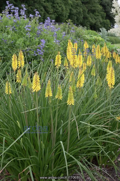 : Clumps of the yellow Torch lily, Kniphofia False maid in a : Clumps of the yellow Torch lily, Kniphofia False maid in a