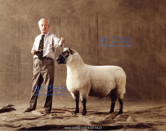 : CLUN FOREST SHEEP - side view, on stand : CLUN FOREST SHEEP - side view, on stand