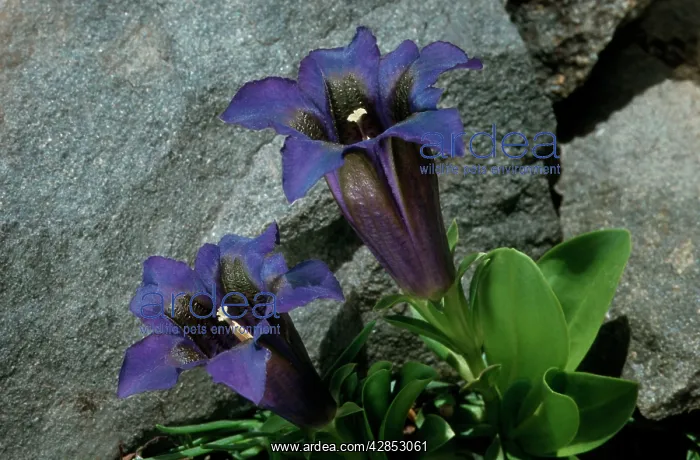 : Clusius's Gentian : Clusius's Gentian