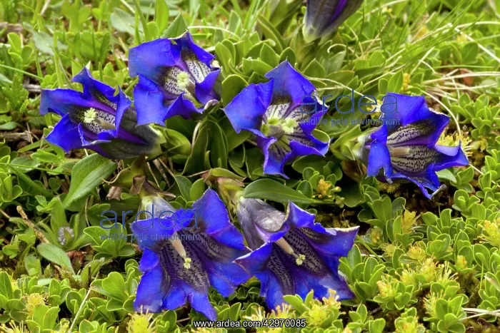 : Clusius's Gentian - in turf on limestone : Clusius's Gentian - in turf on limestone