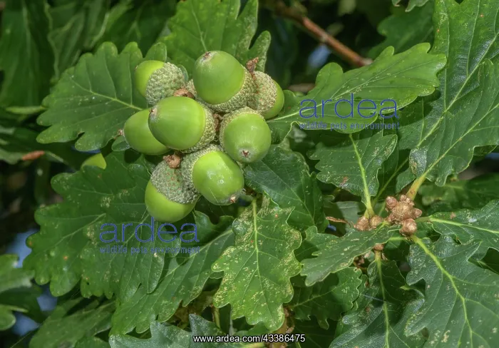 : Cluster of acorns of Sessile oak, Quercus petrae : Cluster of acorns of Sessile oak, Quercus petrae