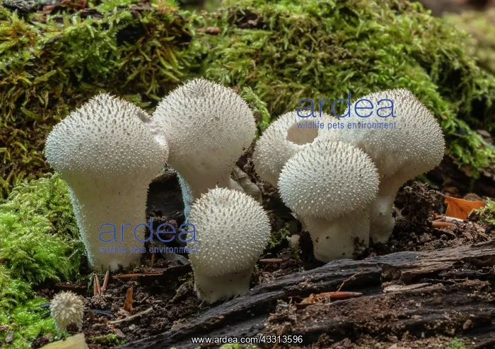 : Cluster of Common puffballs, Lycoperdon perlatum : Cluster of Common puffballs, Lycoperdon perlatum