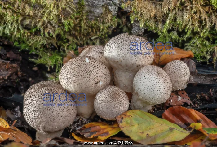 : Cluster of Common puffballs, Lycoperdon perlatum : Cluster of Common puffballs, Lycoperdon perlatum