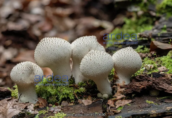  : Cluster of Common puffballs, Lycoperdon perlatum