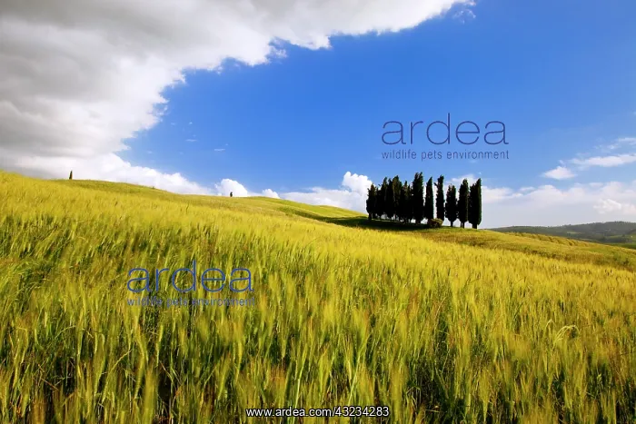 : Cluster of Cypress Trees near San Quirico : Cluster of Cypress Trees near San Quirico