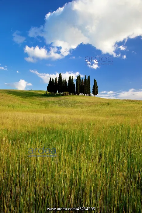 : Cluster of Cypress Trees near San Quirico : Cluster of Cypress Trees near San Quirico