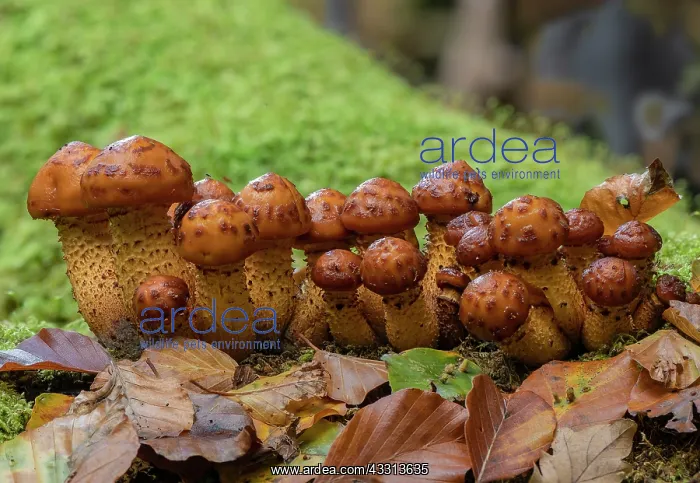 : A cluster of developing Golden Scalycap, Pholiot : A cluster of developing Golden Scalycap, Pholiot