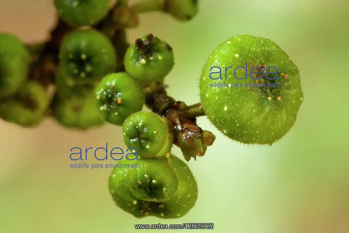 : Cluster Fig - almost ripe and also immature fig fruits : Cluster Fig - almost ripe and also immature fig fruits