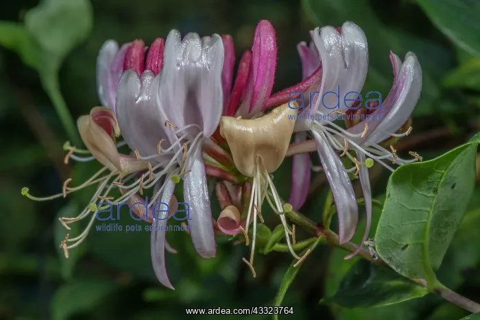 : Cluster of flowers of Honeysuckle, Lonicera periclymenum : Cluster of flowers of Honeysuckle, Lonicera periclymenum